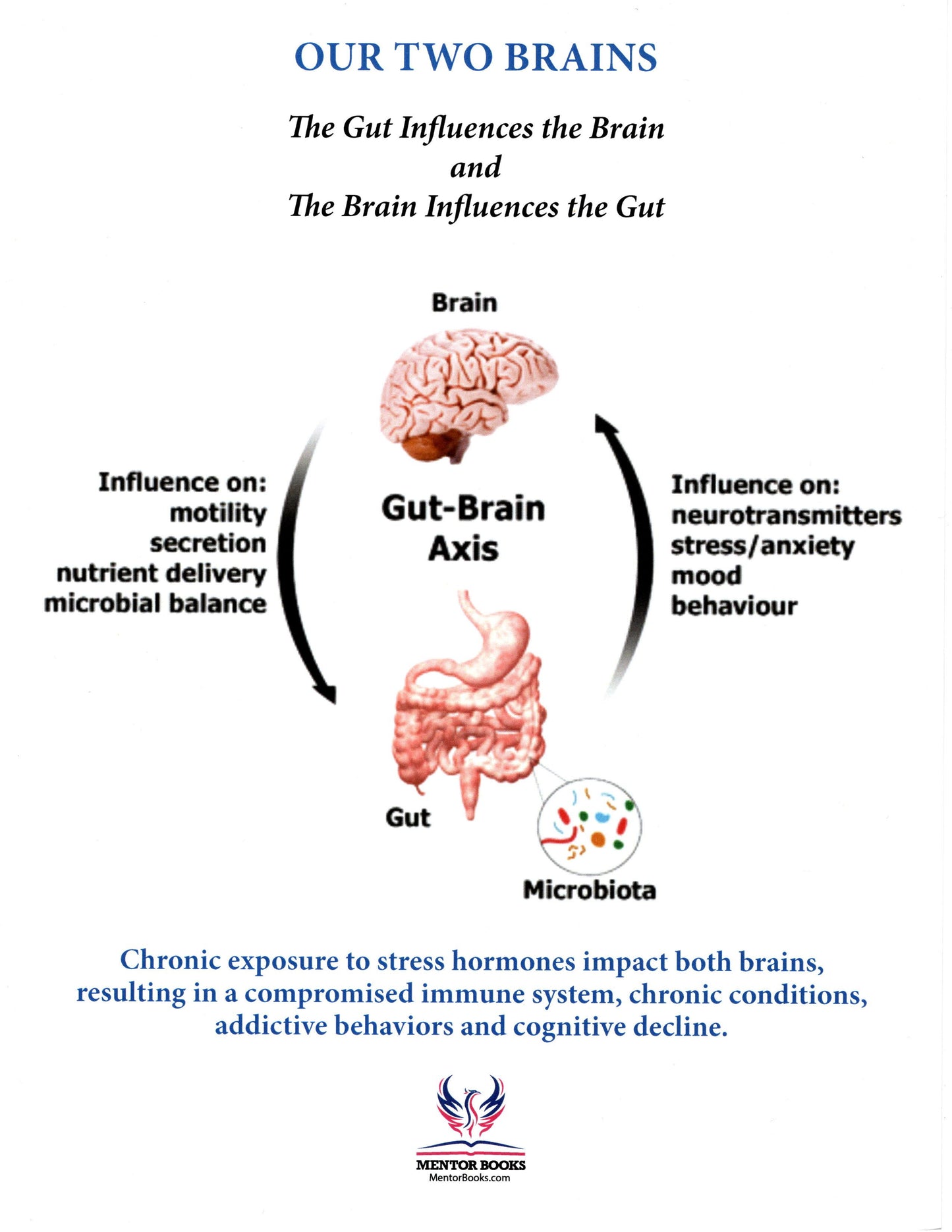 Brain Gut Connection Chart