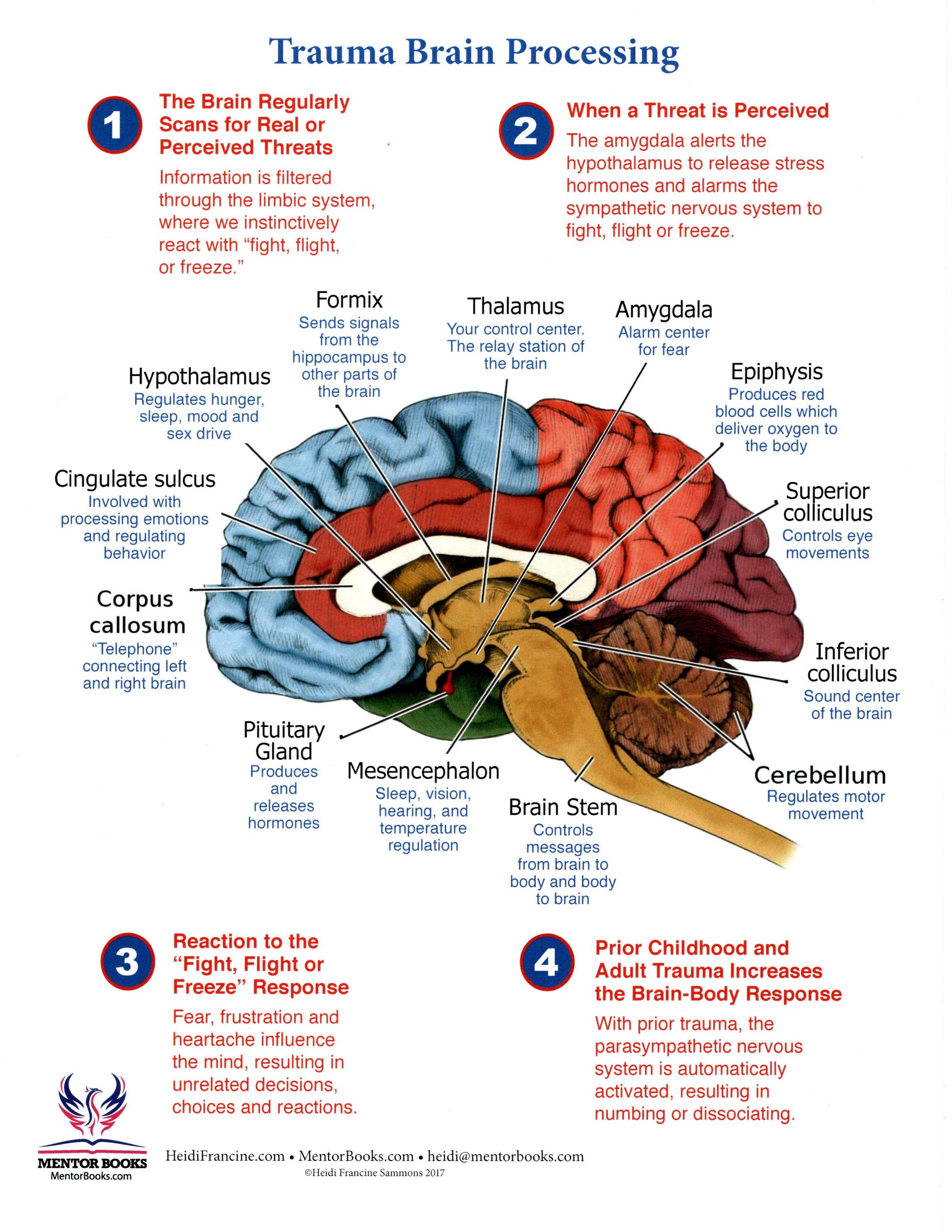 Brain Trauma Processing Chart